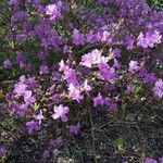 Rhododendron dauricum Fleur
