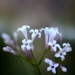 Asperula cynanchica 花