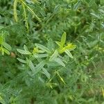 Genista tinctoria List