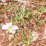 Oenothera pallida Цвят