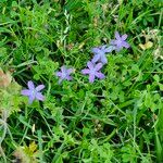 Triodanis perfoliata Hábito