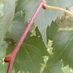 Tilia mongolica Feuille