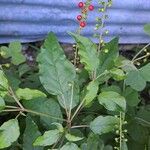 Rivina humilis Leaf