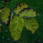 Phellodendron amurense Leaf