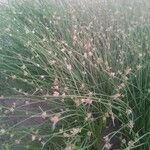 Cyperus laevigatus Hoja