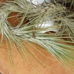 Tillandsia andreana Blatt