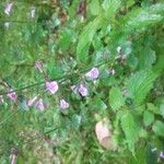 Clinopodium grandiflorumFlower