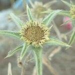 Pallenis spinosa Flower