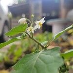 Solanum nigrumFloare