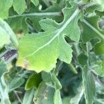 Centaurea sphaerocephala Blad