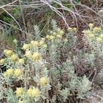 Teucrium aureumBlomst