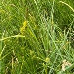 Carex flava Kvet