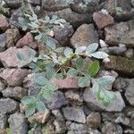 Bursera glabrifolia