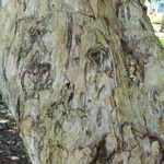 Melaleuca leucadendra Bark