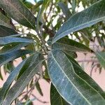 Mangifera indica 葉