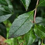 Ageratina ligustrina Leaf