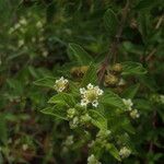 Lippia rehmannii Flower