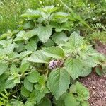 Mentha arvensis 葉