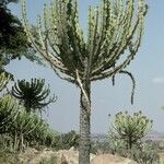 Euphorbia cooperi Hábito