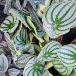 Peperomia argyreia Blad