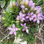 Gentianella ramosa Flor