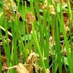 Juncus effusus List