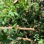 Indigofera suffruticosa പുറംതൊലി