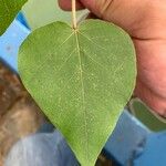 Croton urucurana Leaf