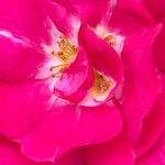 Rosa chinensis Fiore