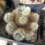 Mammillaria picta Ліст