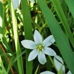 Ornithogalum gussonei Floare