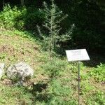 Larix sibirica Blatt