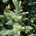 Picea engelmannii ഇല