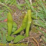 Ophioglossum lusitanicum Плод