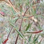 Epilobium brachycarpum Levél