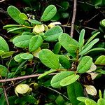 Asimina reticulata Leaf