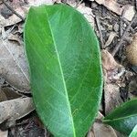 Afrolicania elaeosperma Leaf