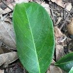 Afrolicania elaeosperma Blad