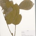 Leptoderris hypargyrea Outro