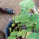 Solanum americanumFruto