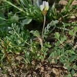 Astragalus stella ഇല