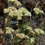 Sedum telephium Cvet