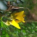 Sophora microphylla Flor