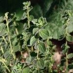 Origanum onitesبرگ