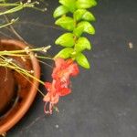 Aeschynanthus buxifolius Цвят