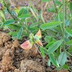 Crotalaria retusaКветка