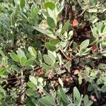 Arctostaphylos columbiana ᱥᱟᱠᱟᱢ