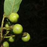 Ocotea floribunda Plod