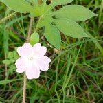 Ipomoea pes-tigridis Blomst