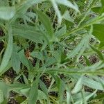 Solidago speciosa Blad